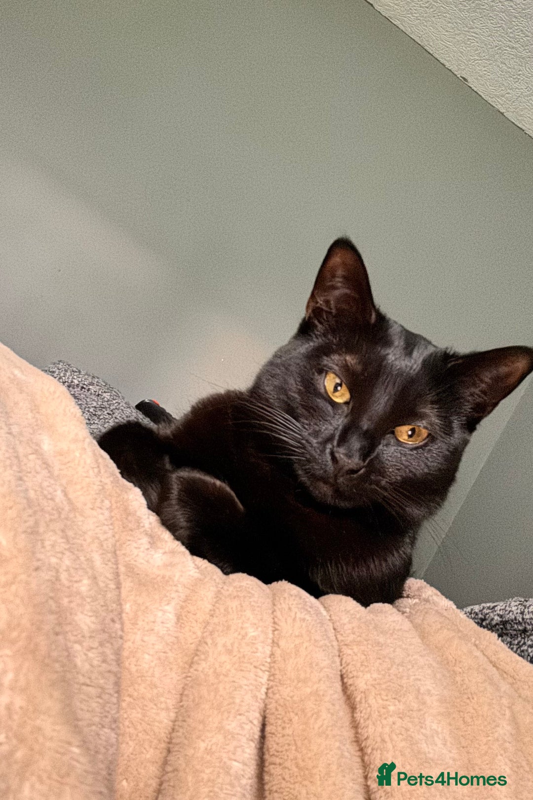 British Shorthair cats for sale: Black cat for sale  - Image 2
