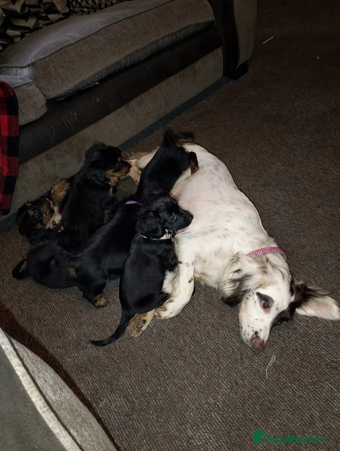 Mixed Breed dogs for sale: Sweet litter of pups for sale 2 males , 3 female in Stoke-on-Trent - Advert 16