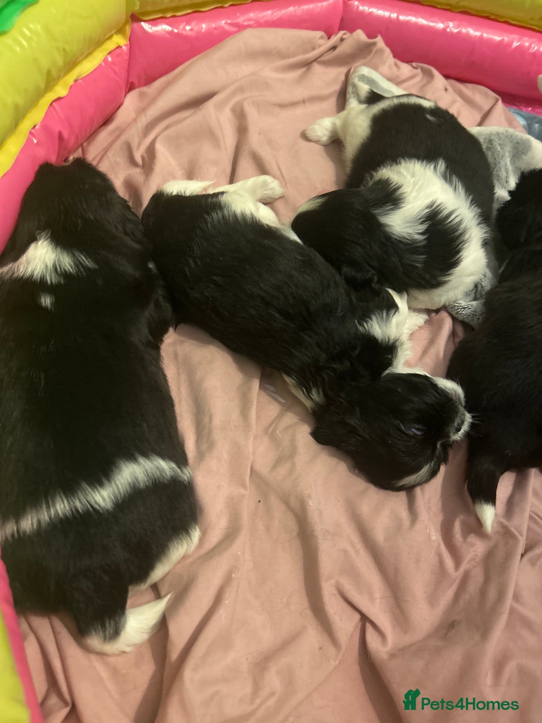 Shih Tzu dogs for sale: Half imperial shihtzu - Advert 3