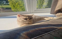 Scottish Fold cats for sale: Stunning TICA Registered Babies in Bolton - Image 5