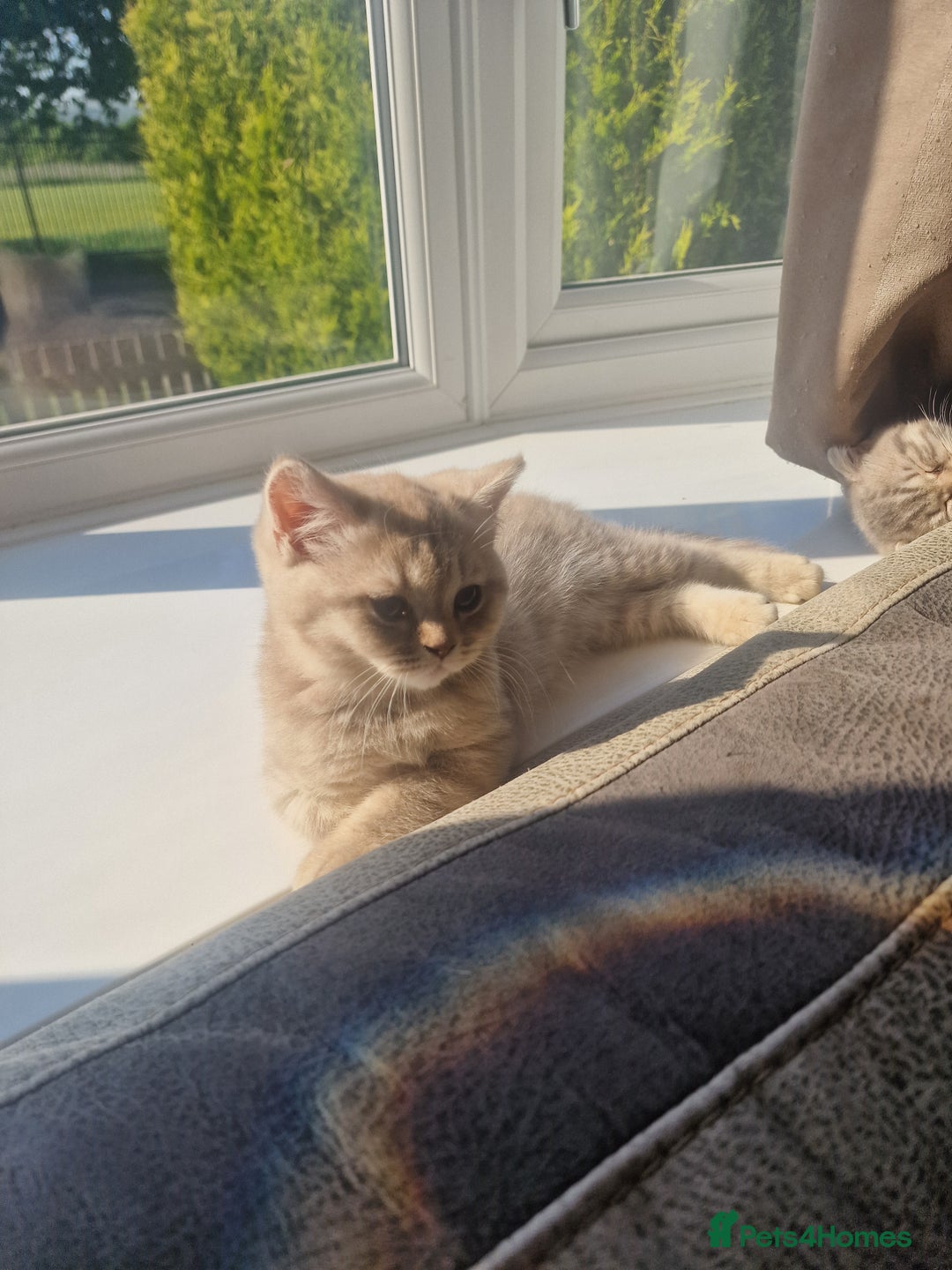 Scottish Fold cats for sale: Stunning TICA Registered Babies in Bolton - Image 5