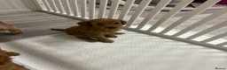 Cockapoo dogs for sale: 6 Tiny Cockapoos  - Advert 7