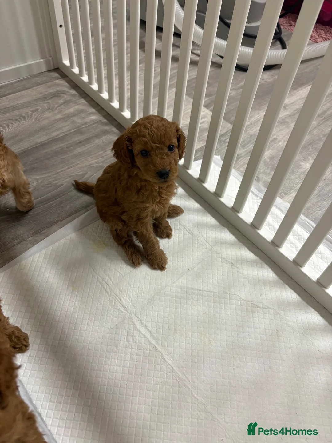 Cockapoo dogs for sale: 6 Tiny Cockapoos  - Advert 7