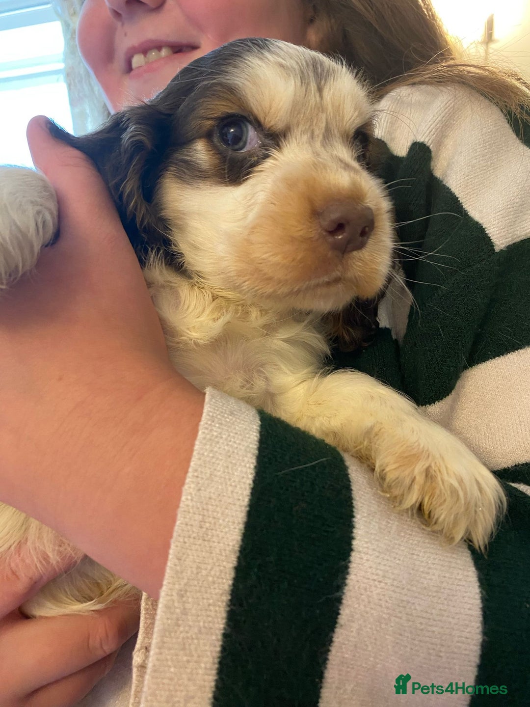 Cocker Spaniel dogs for sale: Gorgeous Litter of Cocker spaniels  - Image 4