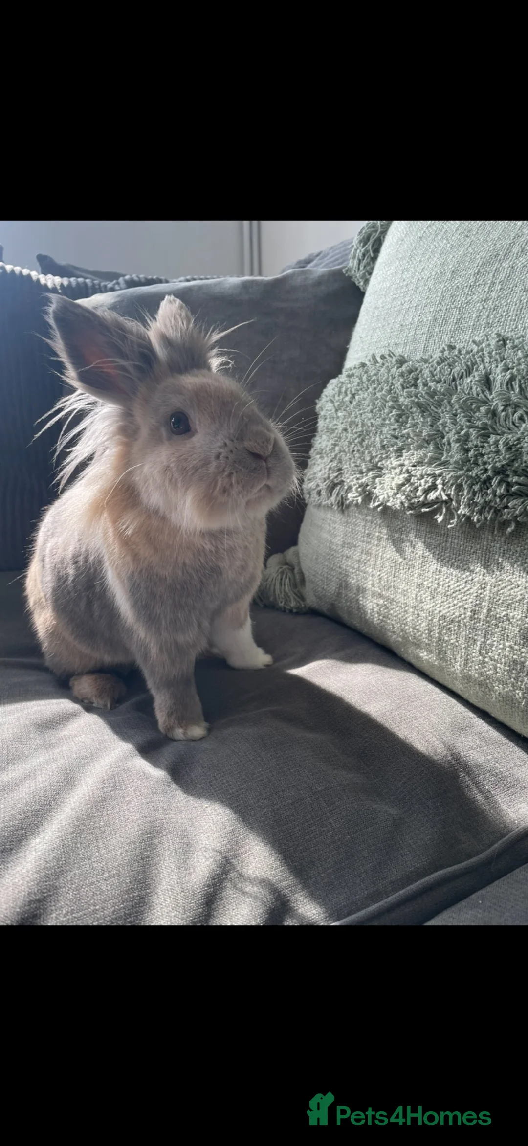 Lionhead rabbits for sale: Rosie looking for her forever home  in Chichester - Advert 2