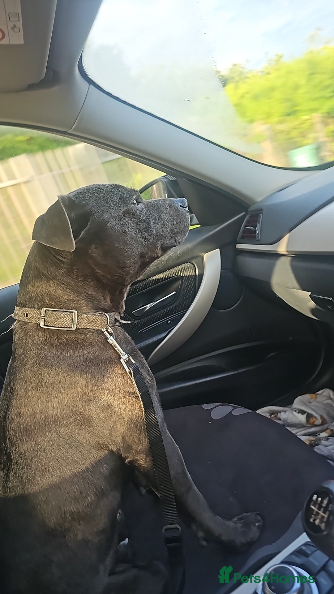 Staffordshire Bull Terrier dogs for stud: Stunning blue staffy for 1st time stud - Image 11