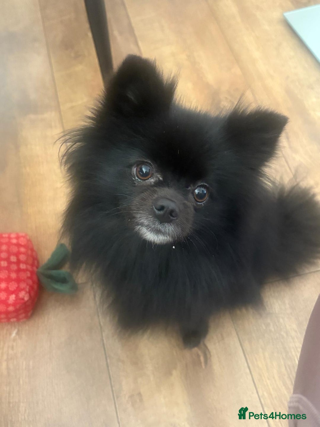 Pomeranian dogs for sale: Luna  - Image 3