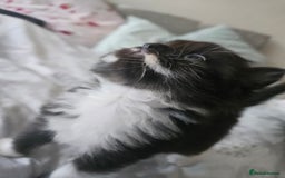 Mixed Breed cats for sale: Adorable Fluffy Chunky Kittens - Image 8