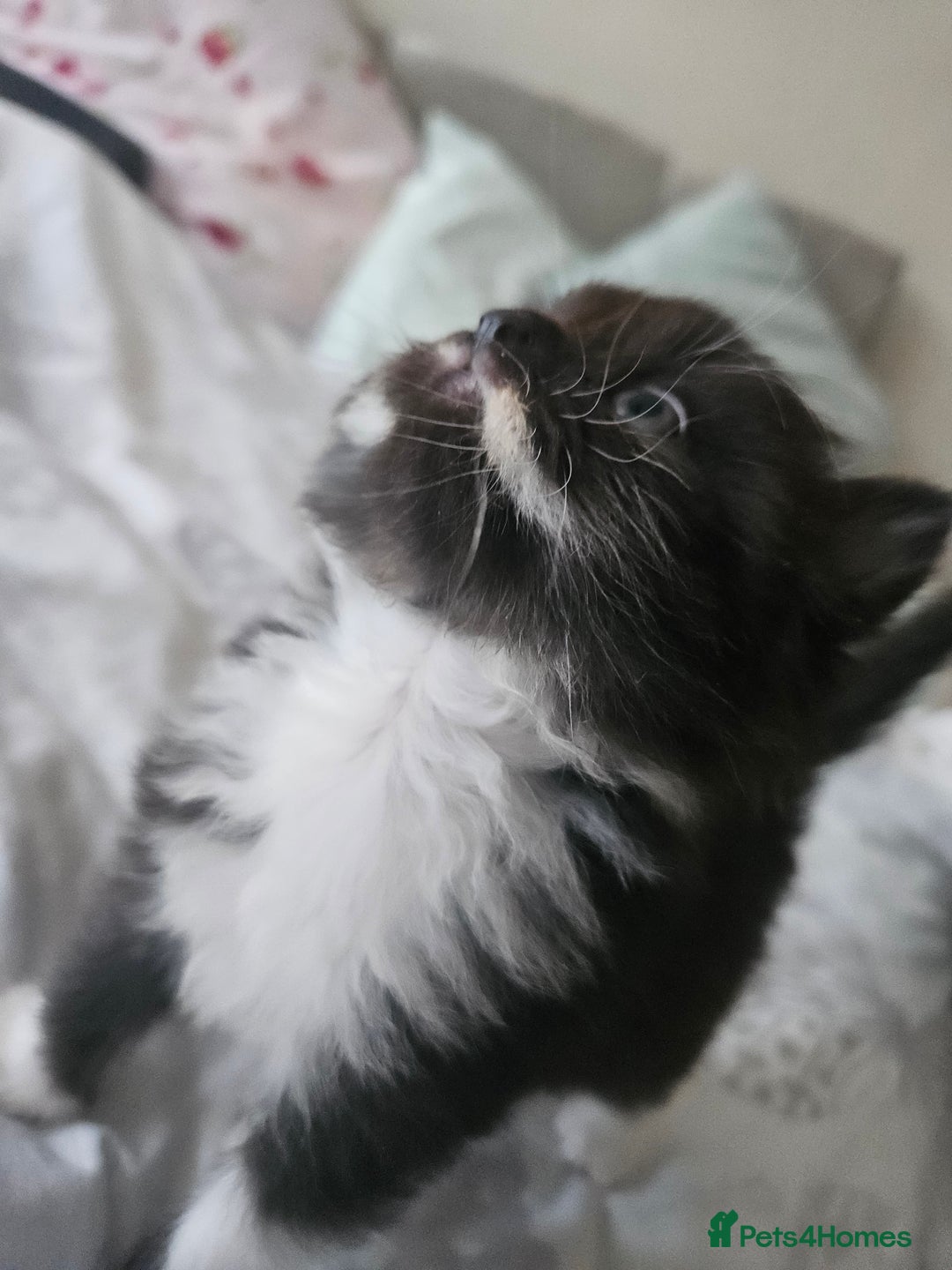 Mixed Breed cats for sale: Adorable Fluffy Chunky Kittens - Image 8