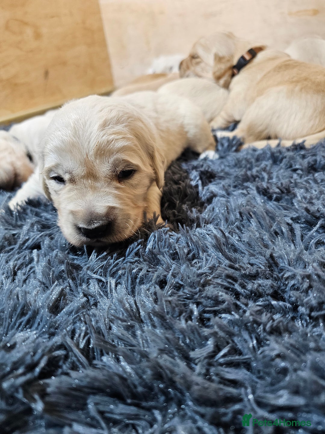 Golden Retriever dogs for sale: Golden retriever puppy for sale in Harrow  London - Advert 18