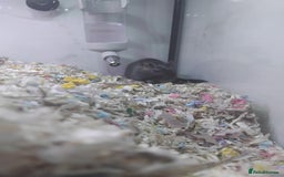 Gerbil rodents for sale: Male gerbil  - Image 2