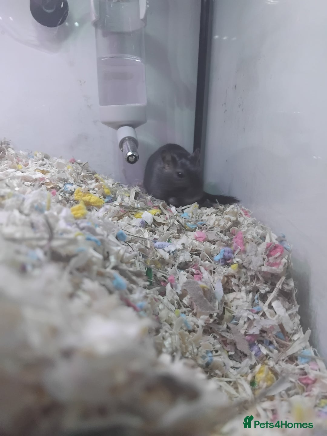 Gerbil rodents for sale: Male gerbil  - Image 2