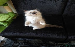 Ragdoll cats for sale: Beautiful adorable Ragdoll kittens.  - Image 12