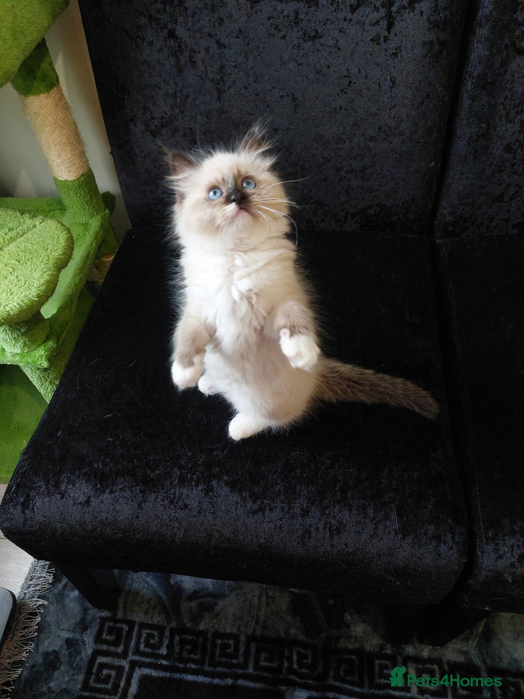 Ragdoll cats for sale: Beautiful adorable Ragdoll kittens.  - Image 12