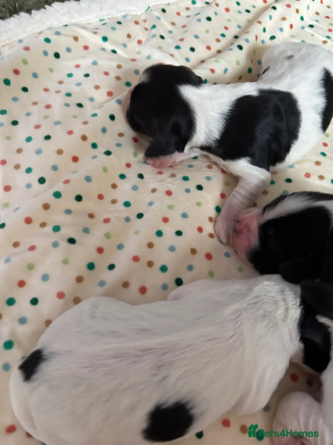 Cocker Spaniel dogs for sale: Working cocker spaniel puppies (White & Black) in Cardiff - Advert 7