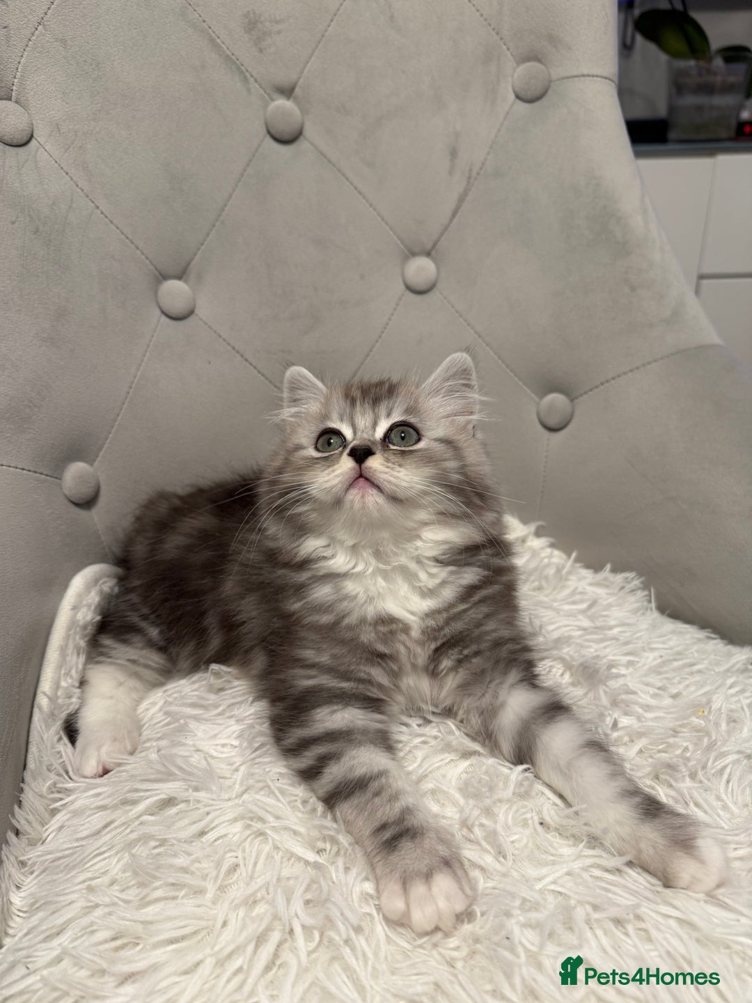 Persian cats for sale: persian x ragdoll kittiens - Advert 9