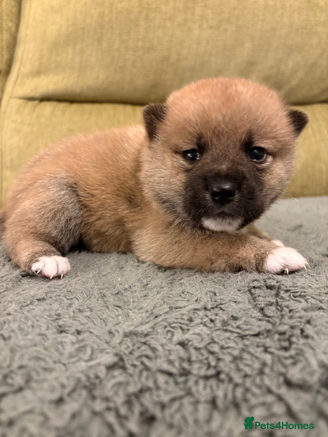Mixed Breed dogs for sale: Pomskiba Inu Puppies. Shiba Inu x Pomsky - Advert 17