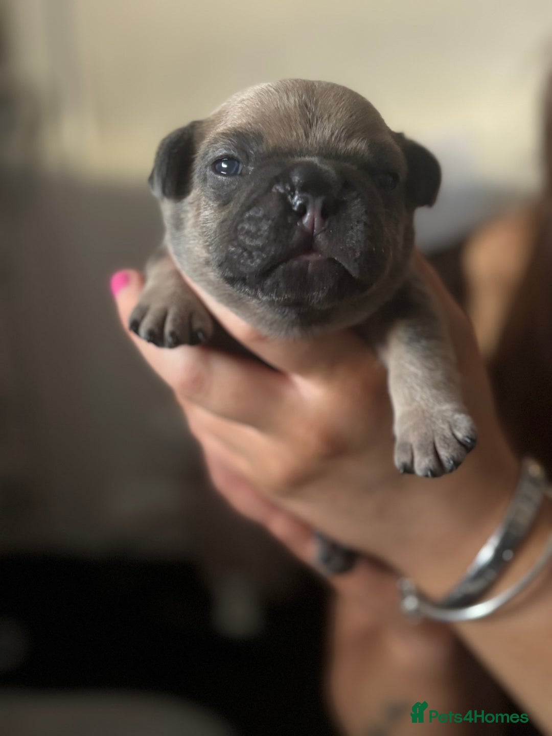 French Bulldog dogs for sale: Beautiful French bulldog puppies - Image 7