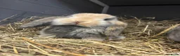 Mini Lop rabbits for sale: Mini Lop Bunnies in Mansfield - Advert 14