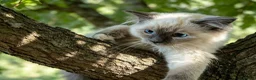 Ragdoll cats for sale: GCCF 5Gen Pedigree Blue Mitted Kittens - Advert 8
