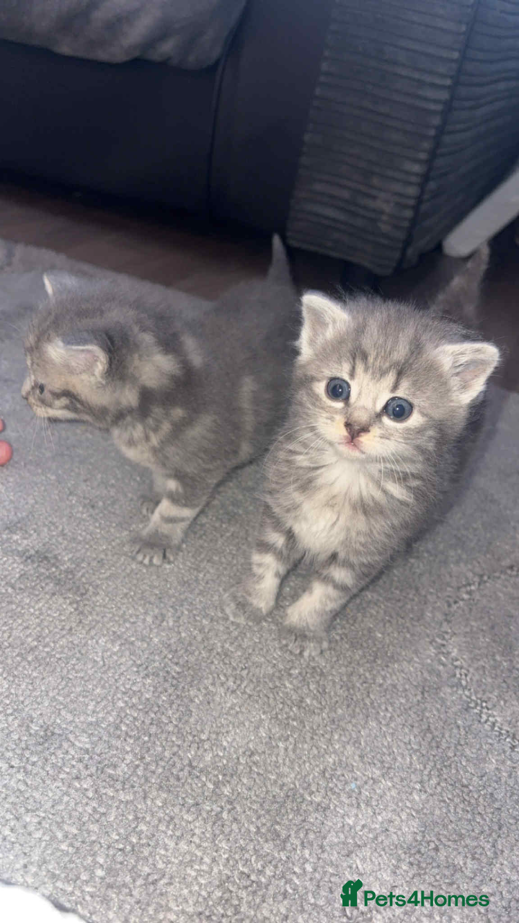 British Shorthair cats for sale: 3 British shorthair kittens  - Advert 5