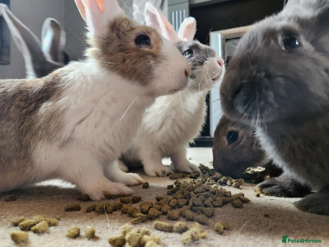 Continental Giant rabbits for sale: Continental giant rabbits - Advert 10