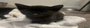 Savannah Kitten 3
