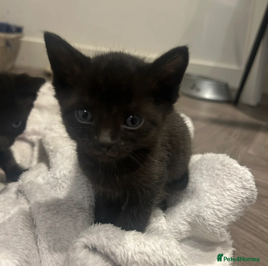 Savannah cats for sale: 3 f3 savannah cats!!  - Advert 2