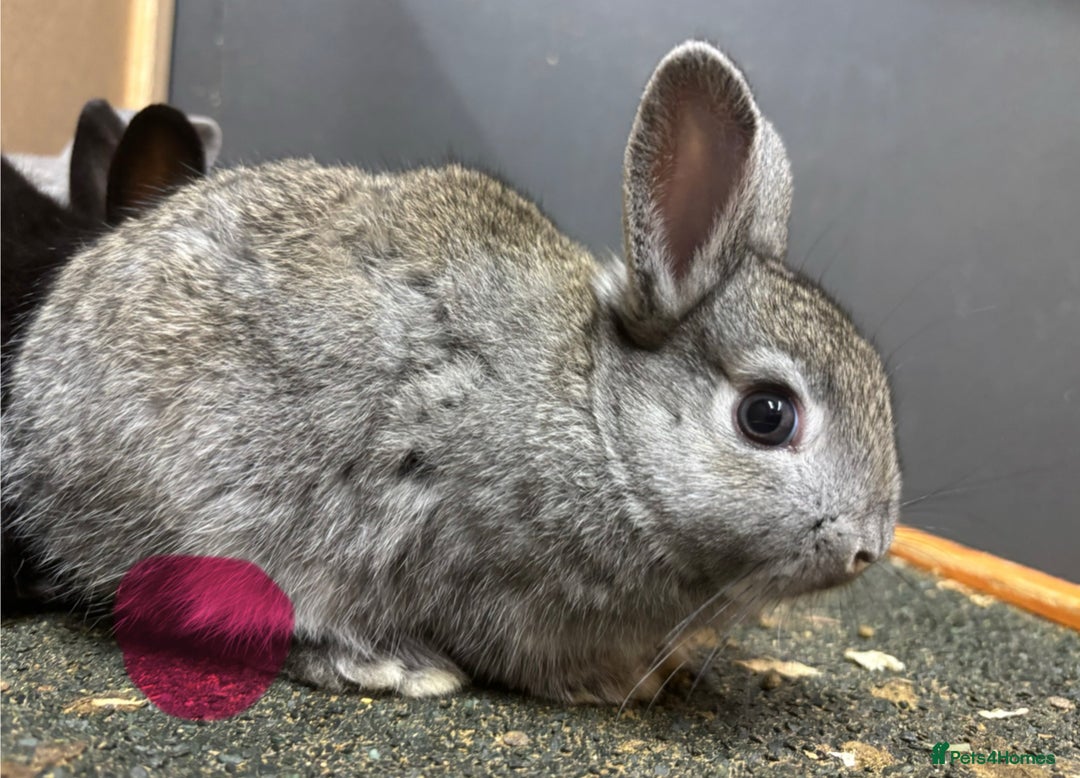 Netherland Dwarf rabbits for sale: Netherland dwarf x lop - Image 4