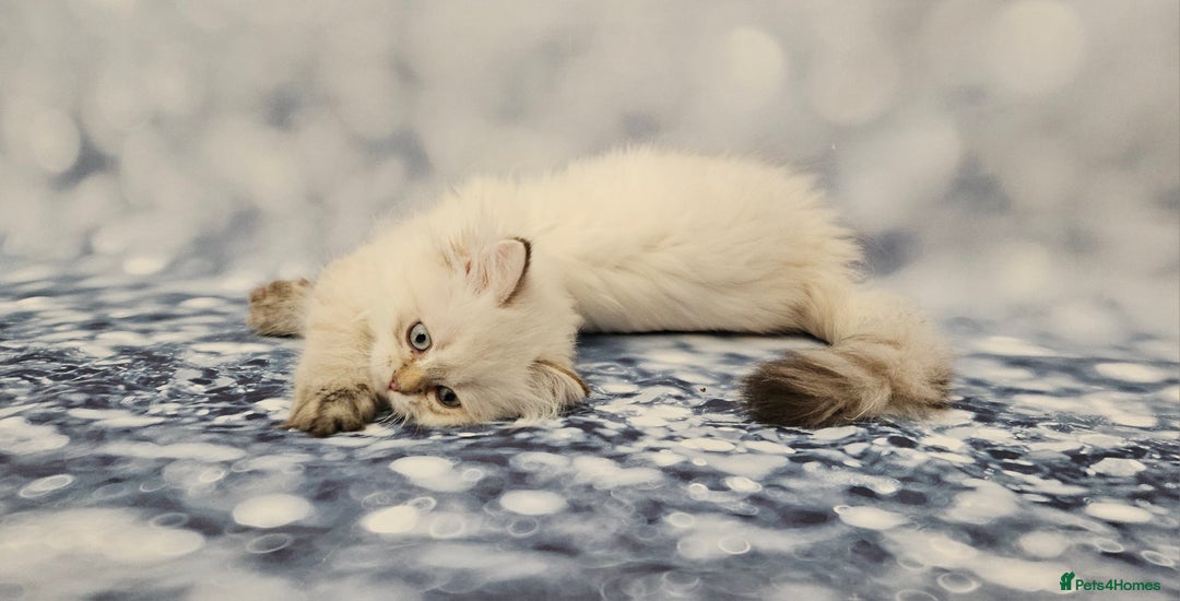 British Longhair cats for sale: Excellent Scottish straight Highland Kittens - Image 18