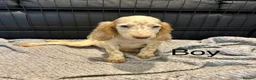 Cocker Spaniel dogs for sale: Cocker Spaniel Puppies Ready Now - Advert 10