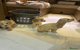 Cocker Spaniel dogs for sale: 🩷BEAUTIFUL SHOW COCKER PUPPIES🩷 - Image 6