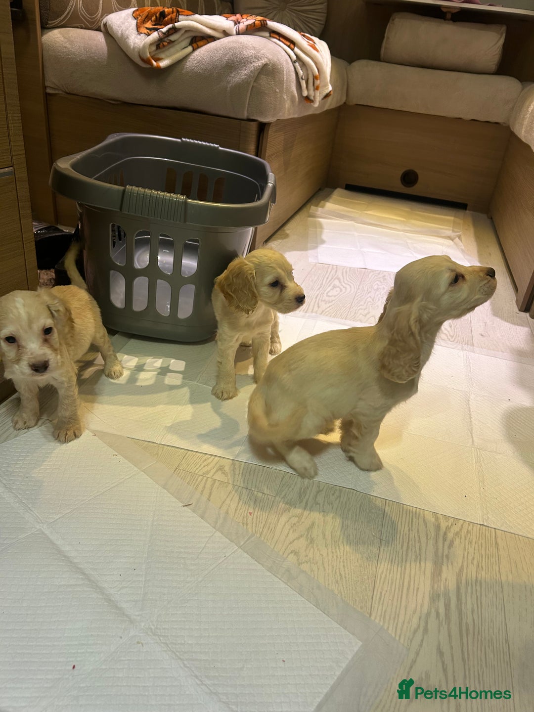 Cocker Spaniel dogs for sale: 🩷BEAUTIFUL SHOW COCKER PUPPIES🩷 - Image 6