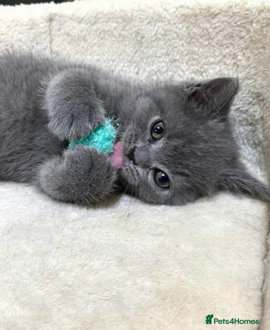 Scottish Fold cats  BRITISH SHORTHAIR KITTENS - Advert 3