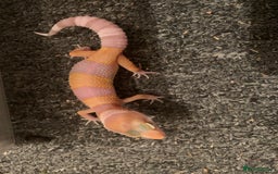 Leopard Gecko reptiles for sale: Leopard gecko babies cb25 - Image 3