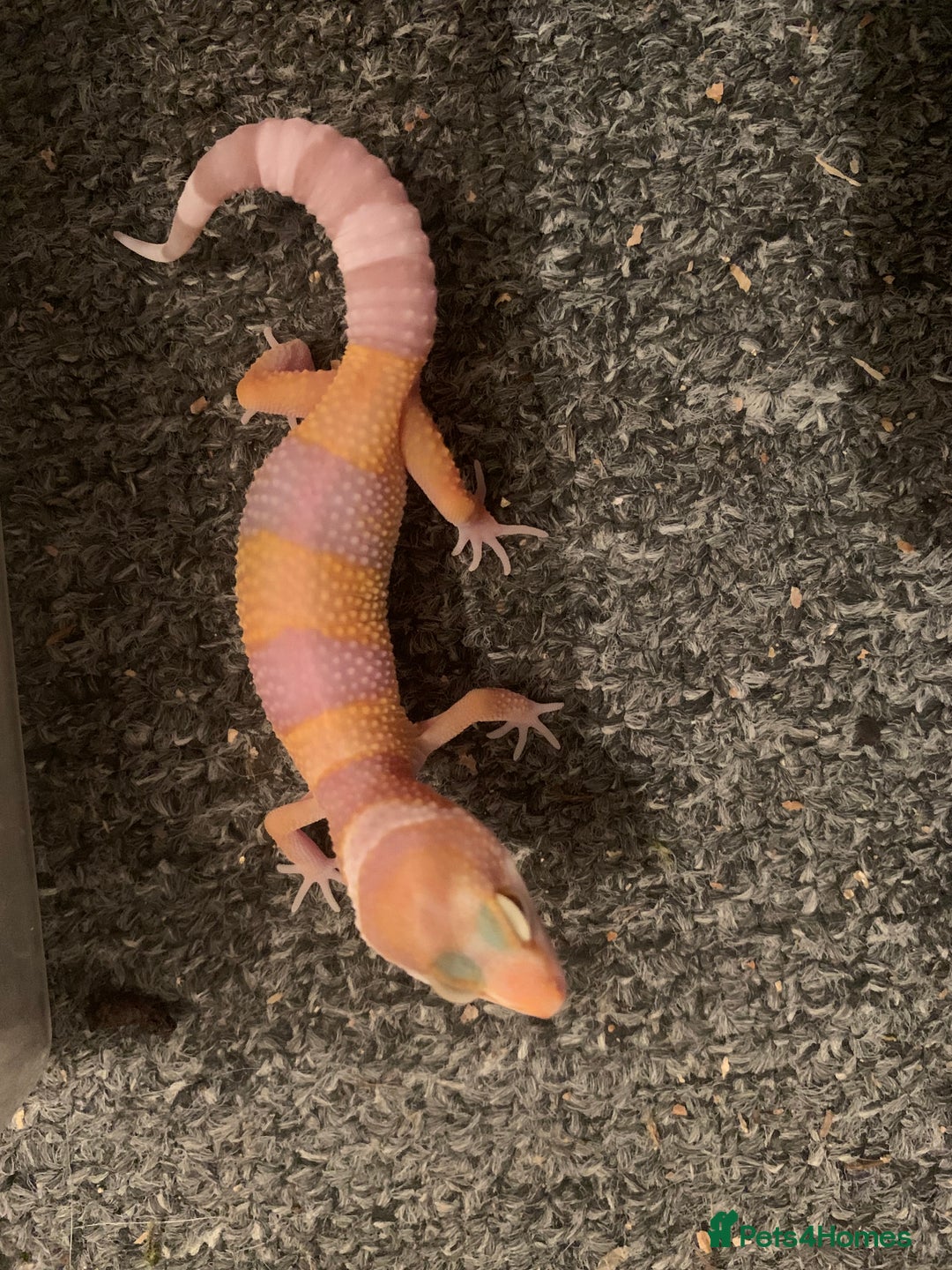 Leopard Gecko reptiles for sale: Leopard gecko babies cb25 - Image 3