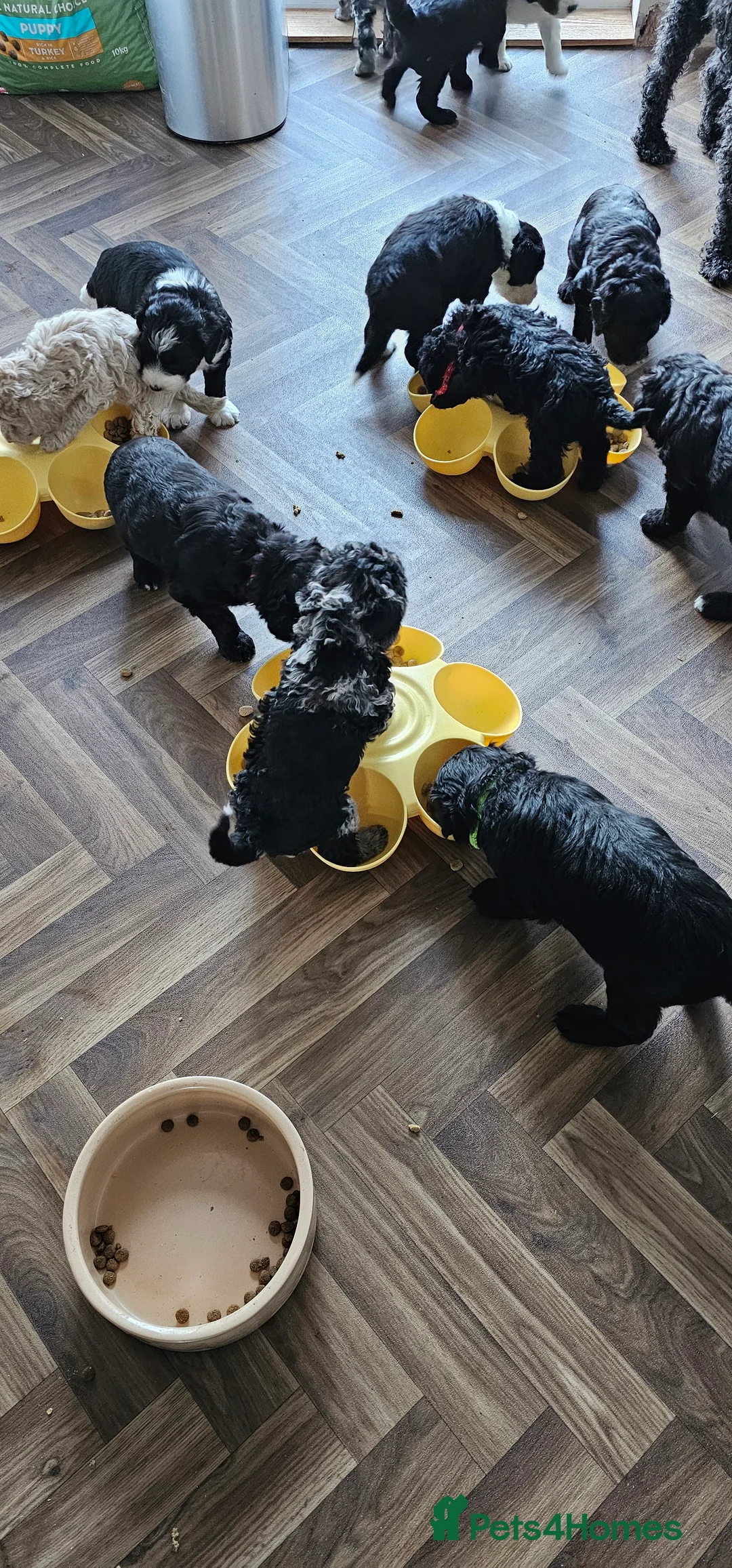 Sheepadoodle dogs for sale: F1 Sheepadoodles Ready  8th April - Advert 2