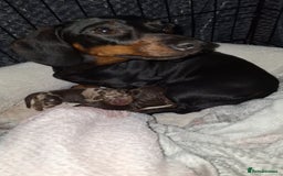 Miniature Dachshund dogs for sale: Miniature dachshund  - Image 4