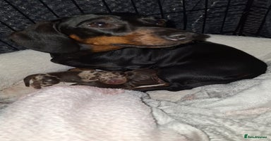 Miniature Dachshund dogs - Advert 13