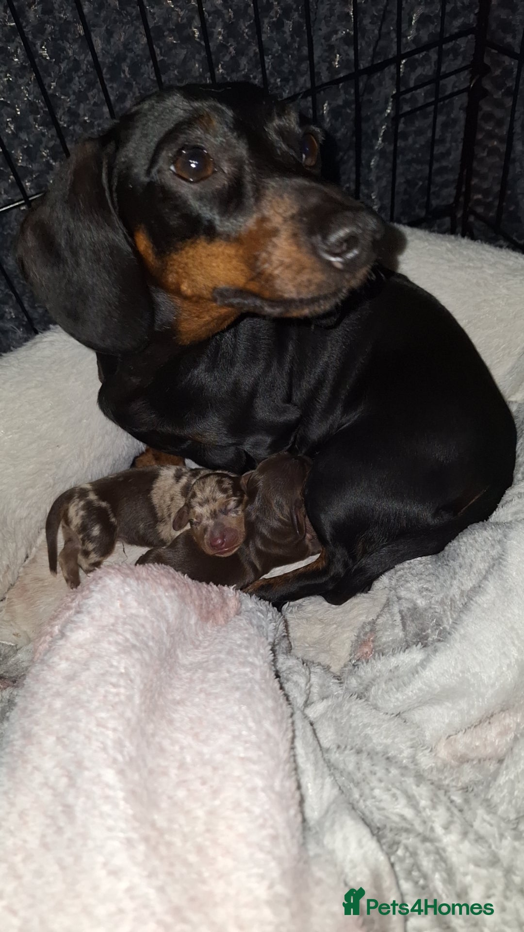 Miniature Dachshund dogs for sale: Miniature dachshund  - Image 4