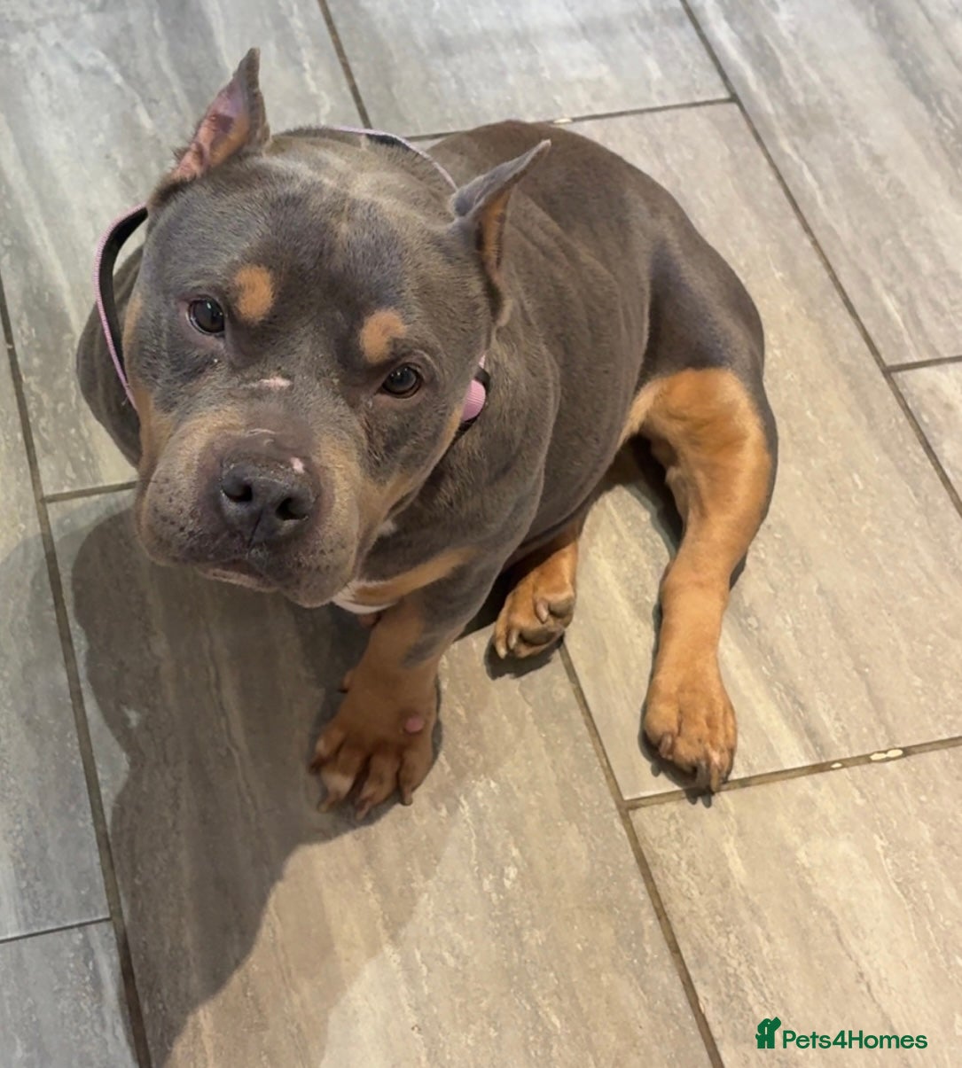 American Bully dogs American pocket bully - Advert 3