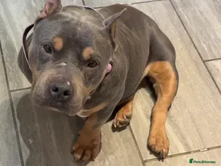 American Bully dogs American pocket bully - Advert 3