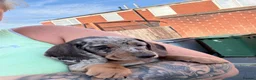 Miniature Dachshund dogs for sale: Miniature KC  dachshund puppies - Advert 16