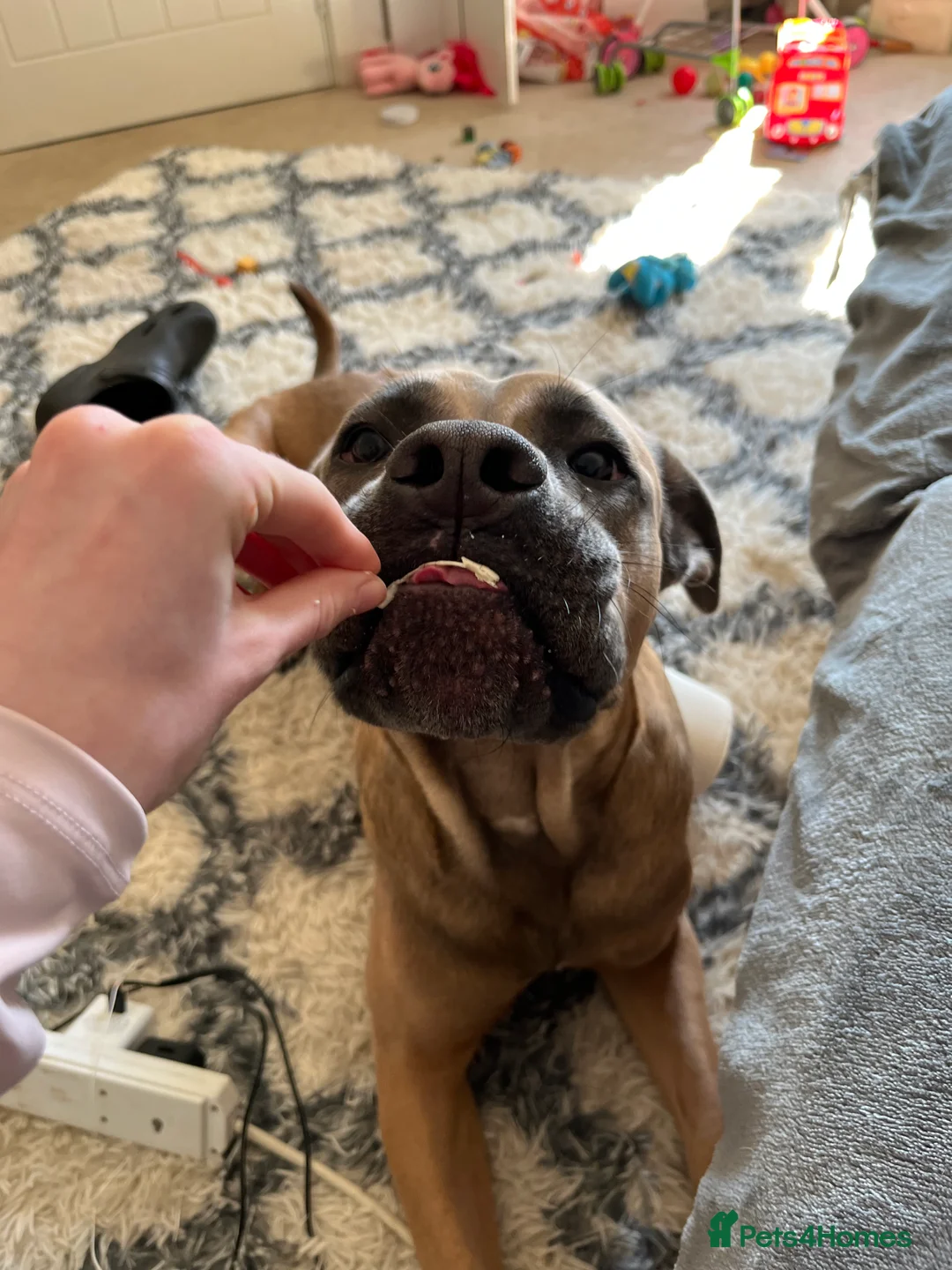 Cane Corso dogs for sale: Cane corso for rehoming - Advert 4