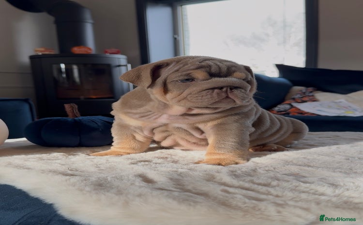 English Bulldog dogs - Advert 2