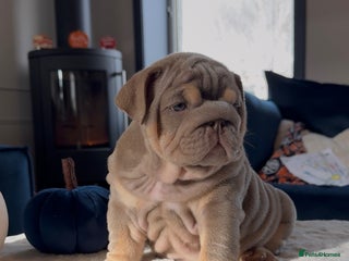 English Bulldog dogs Bulldogs ready to go! 2 FEMALE LEFT - Advert 3