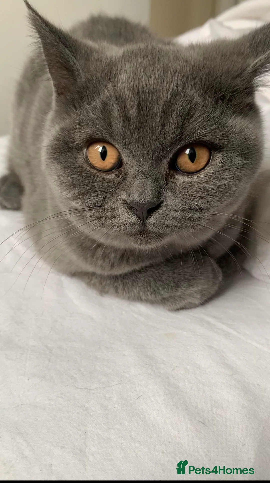British Shorthair cats for sale: British Shorthair Blue Kittens 💛 Raised with Love - Advert 18