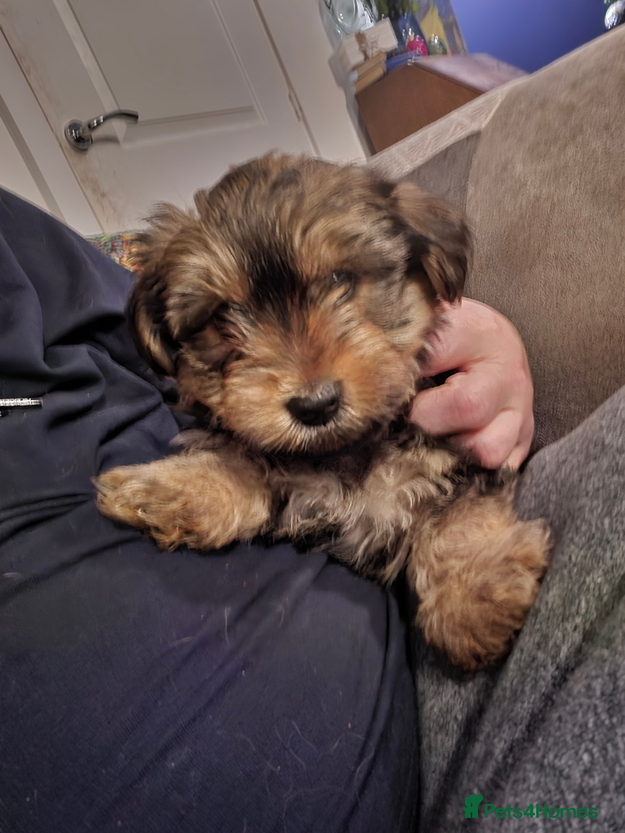 Yorkshire Terrier dogs 6 GORGEOUS YORKIE PUPS. 2 REMAINING - Advert 8