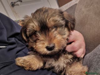 Yorkshire Terrier dogs 6 GORGEOUS YORKIE PUPS. 2 REMAINING - Advert 2