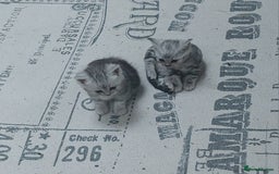 Persian cats for sale: Persian Chinchilla cross kittens for sale  - Image 12